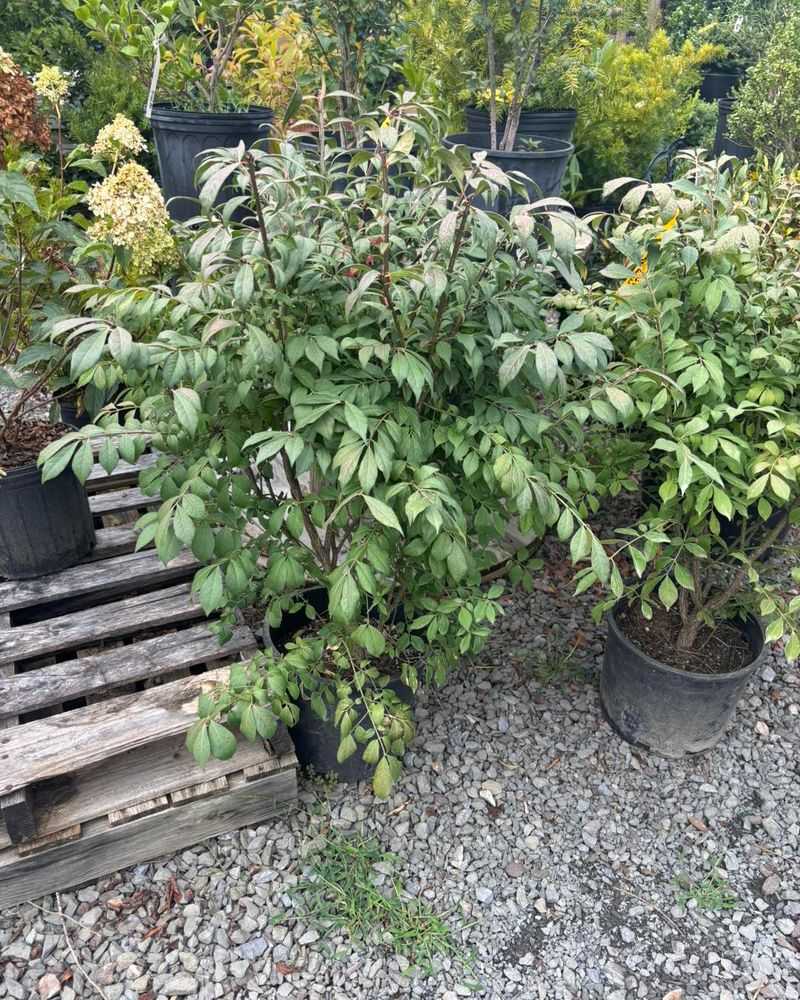 Understand Why Native Plants Lose Ground Understand Why Native Plants Lose Ground