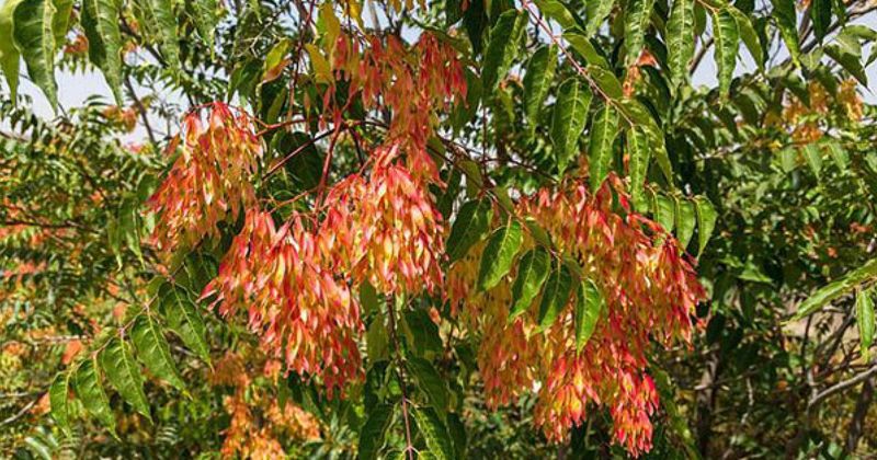 Understand Why Ohio Tracks This Invasive Tree