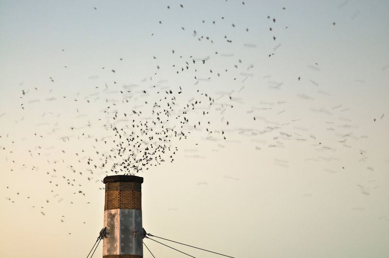 Understand Why Old Chimneys Become Swift Shelters Understand Why Old Chimneys Become Swift Shelters