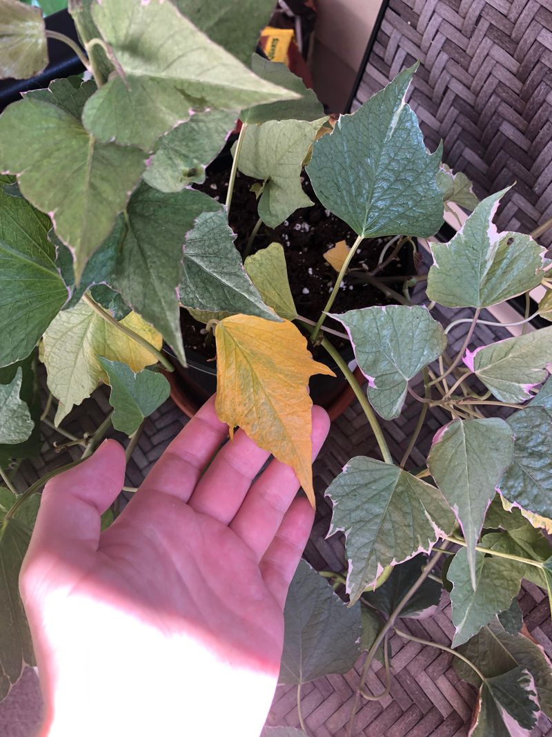 Understand Why Sweet Potato Leaves Yellow Understand Why Sweet Potato Leaves Yellow