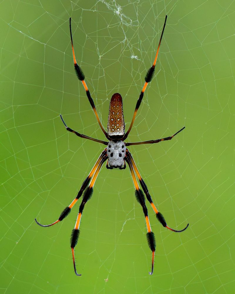 Understand Why These Spiders Appear More In Fall Understand Why These Spiders Appear More In Fall
