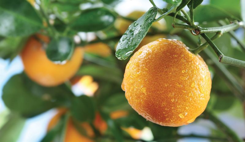 Understanding Cold Acclimation For Citrus In Fall