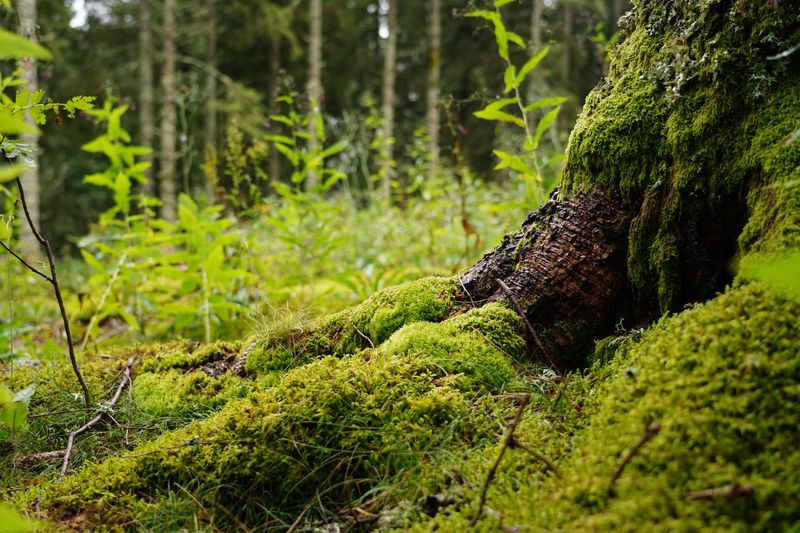 Understory Life Calls For An Early Exit Plan