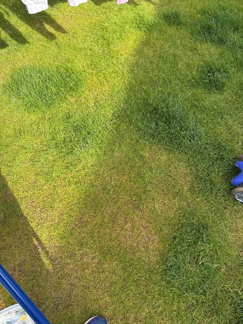 Uneven Growth Shows Soil Problems Below