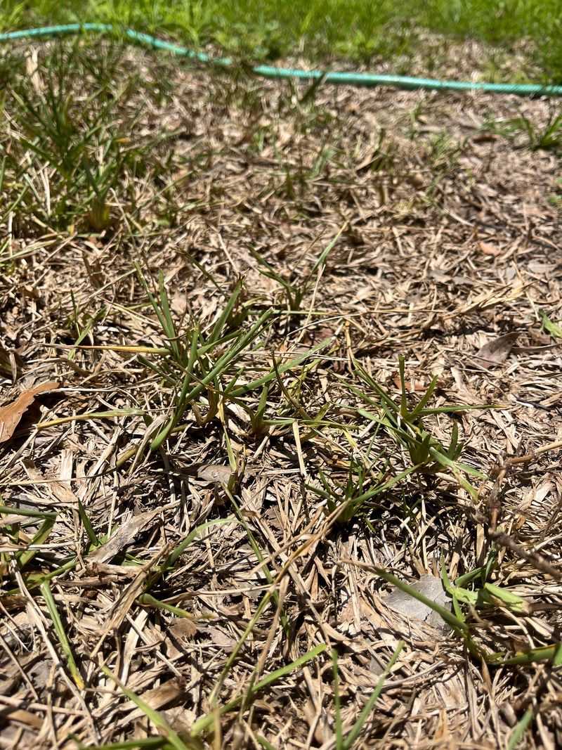 Uneven Irrigation Can Leave Dry Brown Areas