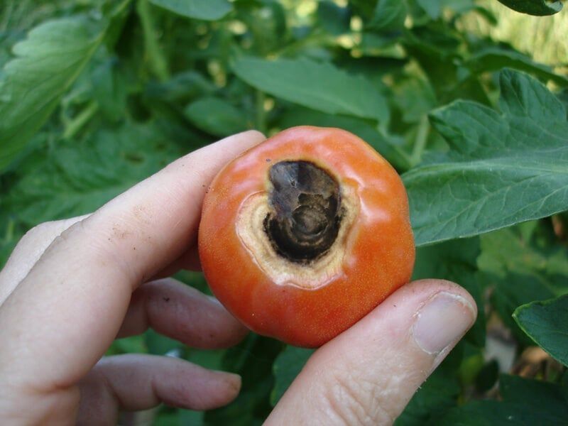 Uneven watering damages fruit before it can finish