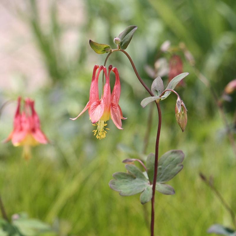 Unlike Hostas, It Offers Nectar-Rich Blooms Unlike Hostas, It Offers Nectar-Rich Blooms