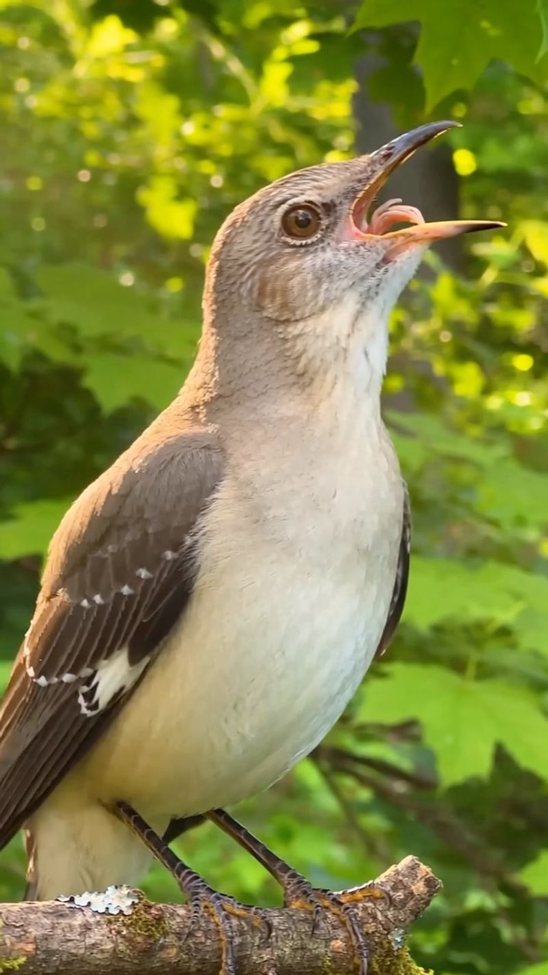 Unmated Males Sing The Loudest And Longest Unmated Males Sing The Loudest And Longest
