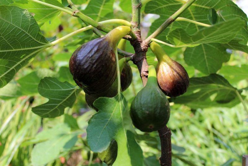 Unripe Figs May Stop Developing