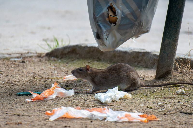 Unsecured Trash And Food Waste
