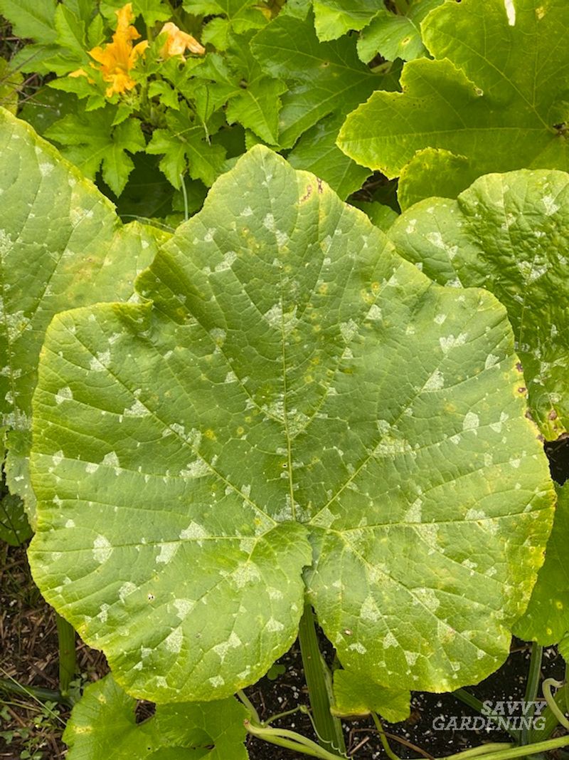 Untreated Mildew Weakens The Whole Plant