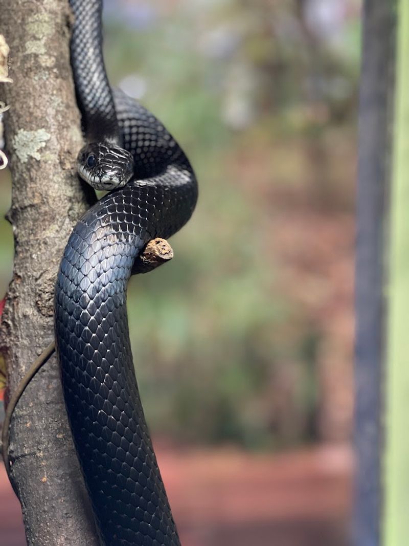 Unusual Droppings Near Hiding Places Unusual Droppings Near Hiding Places