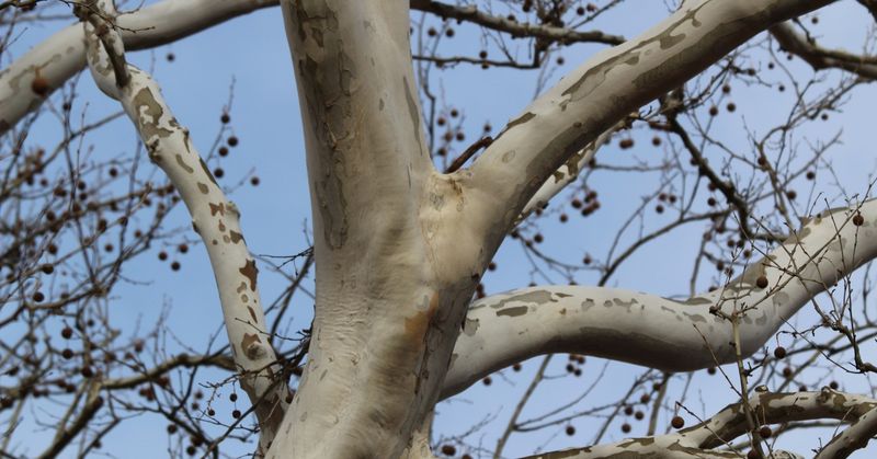 Upper Branches Often Become Almost Completely White