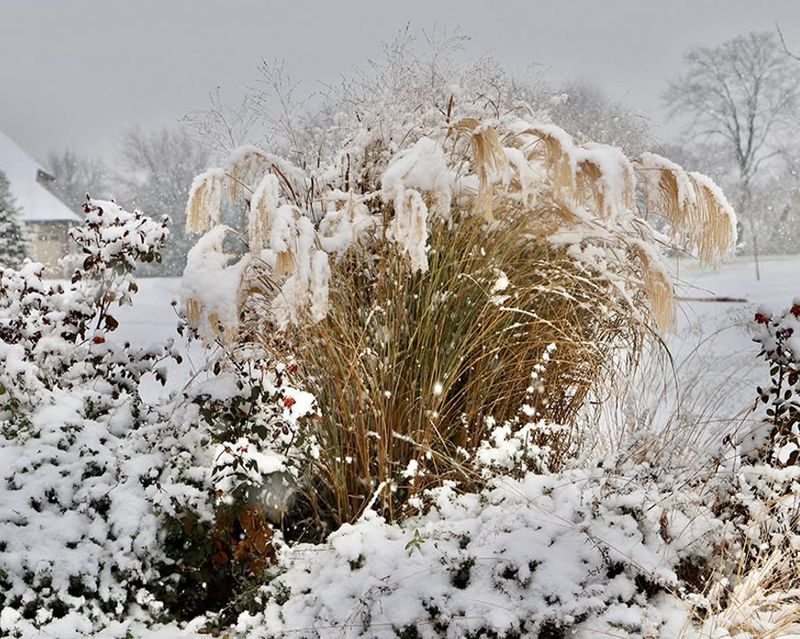 Upright Stems Shield The Plant Crown All Winter Upright Stems Shield The Plant Crown All Winter