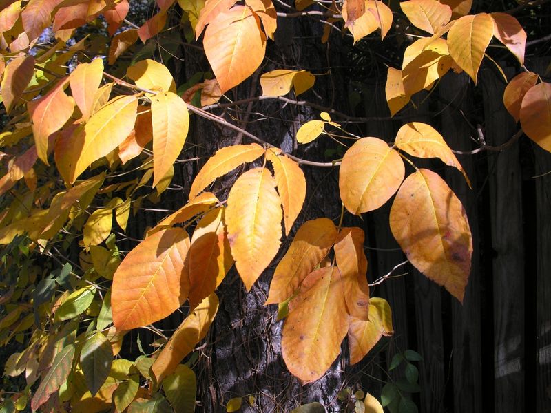 Urushiol Remains Active After Leaves Drop