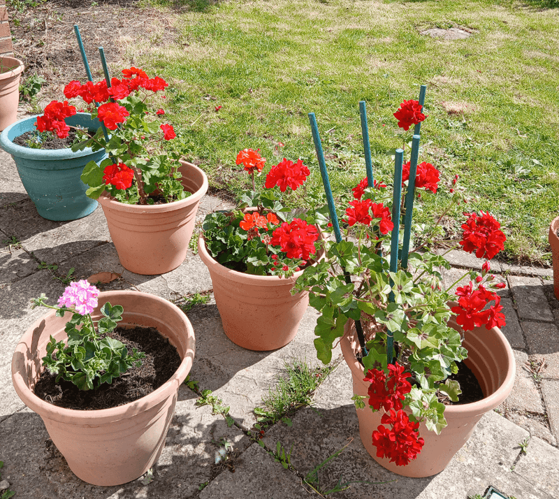 Use A Balanced Container Fertilizer Use A Balanced Container Fertilizer