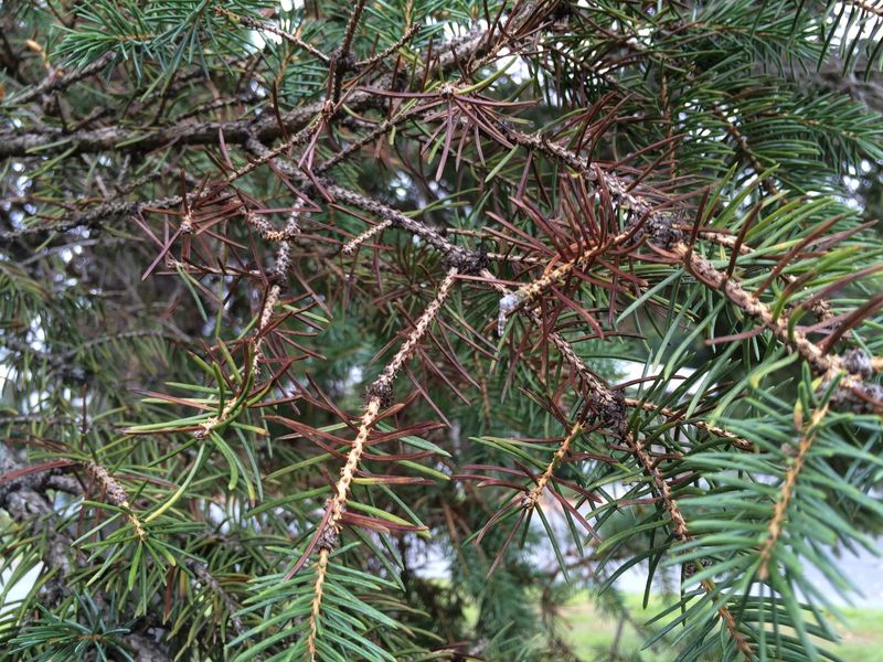 Use A Hand Lens To Check For Black Specks Use A Hand Lens To Check For Black Specks