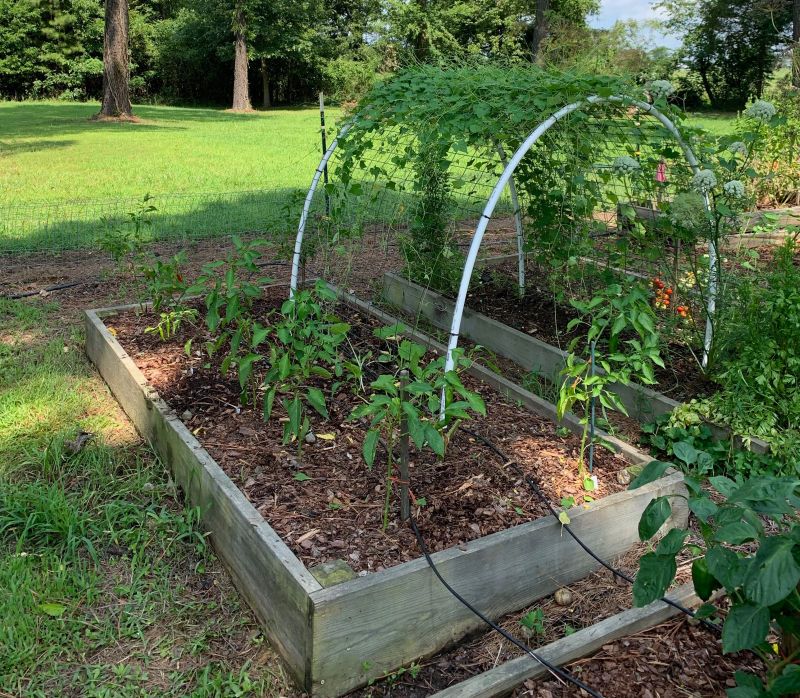 Use A Thin Mulch To Hold Moisture Use A Thin Mulch To Hold Moisture