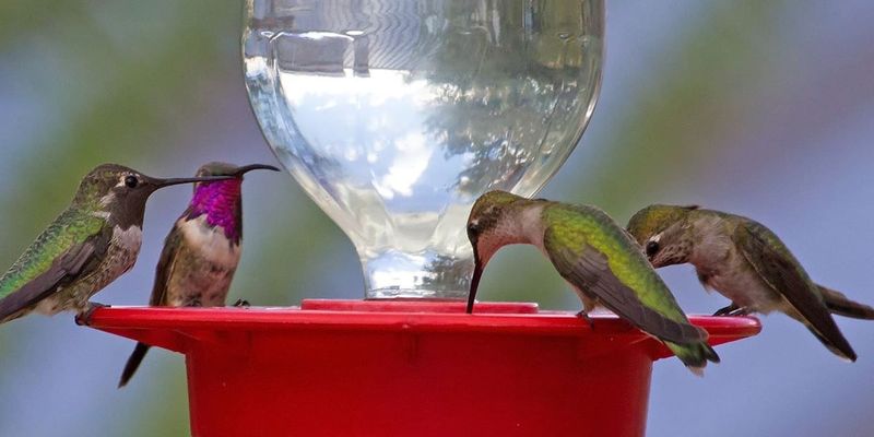 Use Arizona Feeders Safely in the Heat
