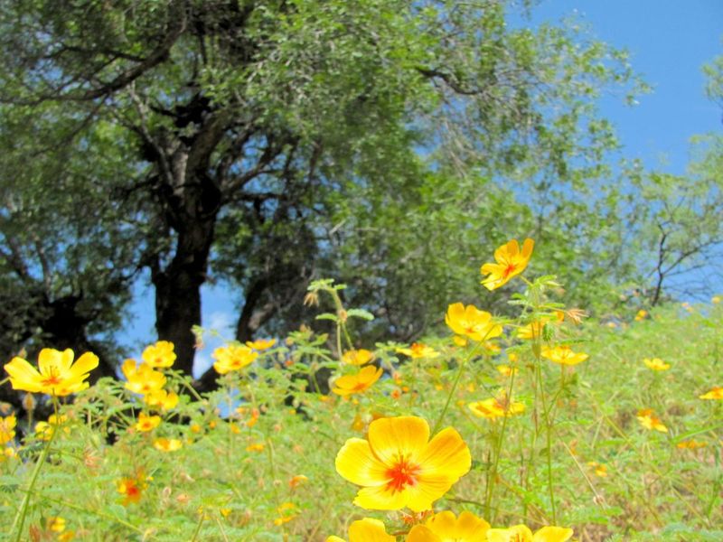 Use Arizona Poppy for a Separate Monsoon-Season Window
