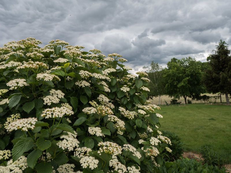 Use Arrowwood Viburnum For Native Berries Use Arrowwood Viburnum For Native Berries