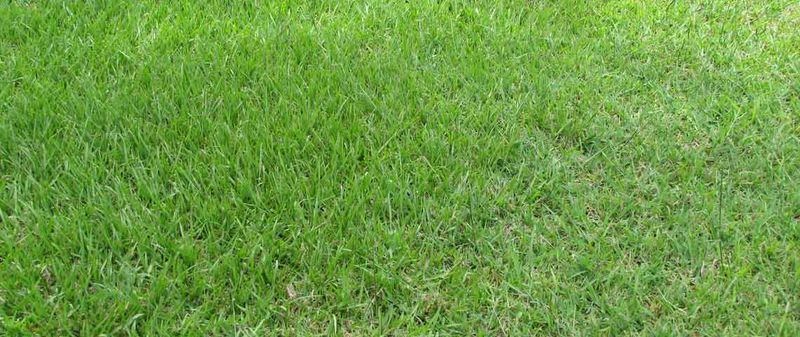 Use Bahia Grass For A Low-Root-Impact Lawn Cover Use Bahia Grass For A Low-Root-Impact Lawn Cover