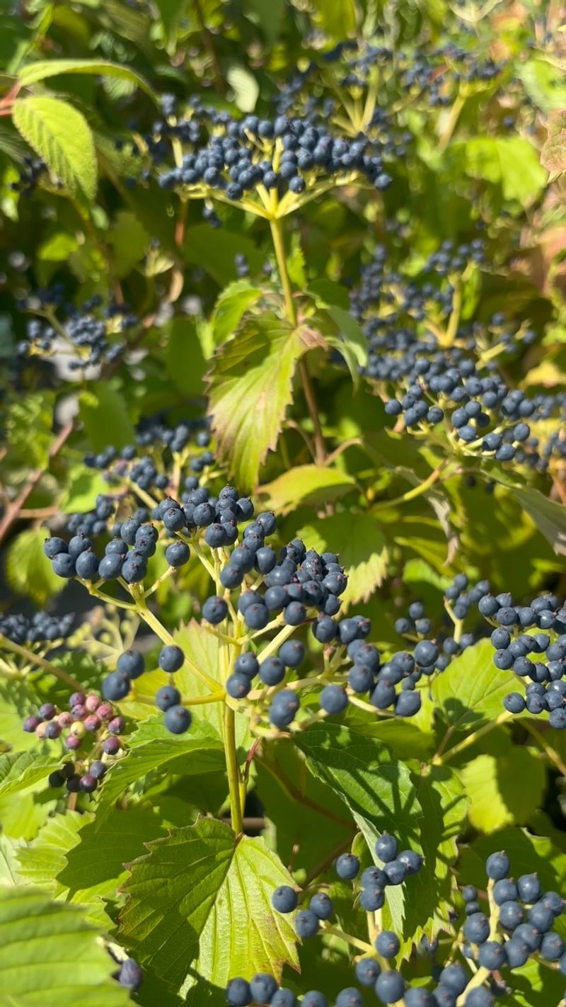 Use Blue Berries To Bring In Fall Wildlife