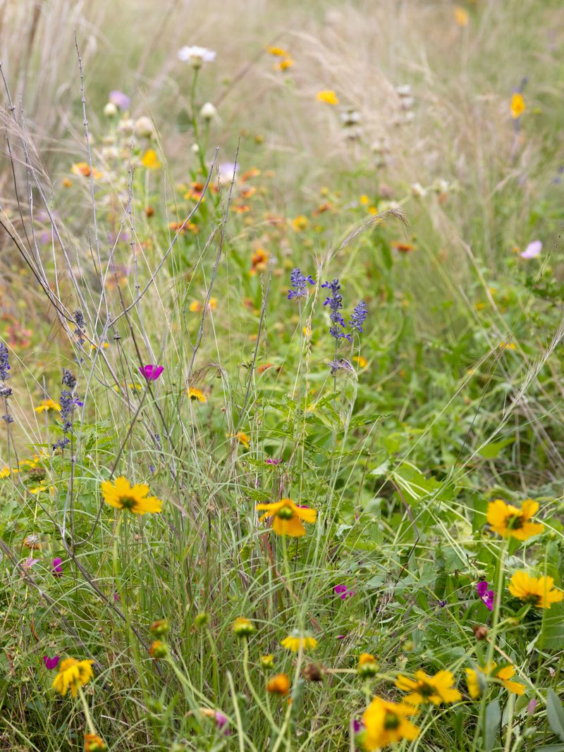 Use Blue Grama With Wildflowers And Other Natives Use Blue Grama With Wildflowers And Other Natives