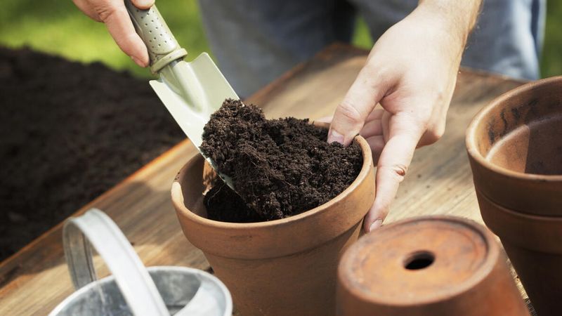 Use Clean Pots And A Well Drained Mix