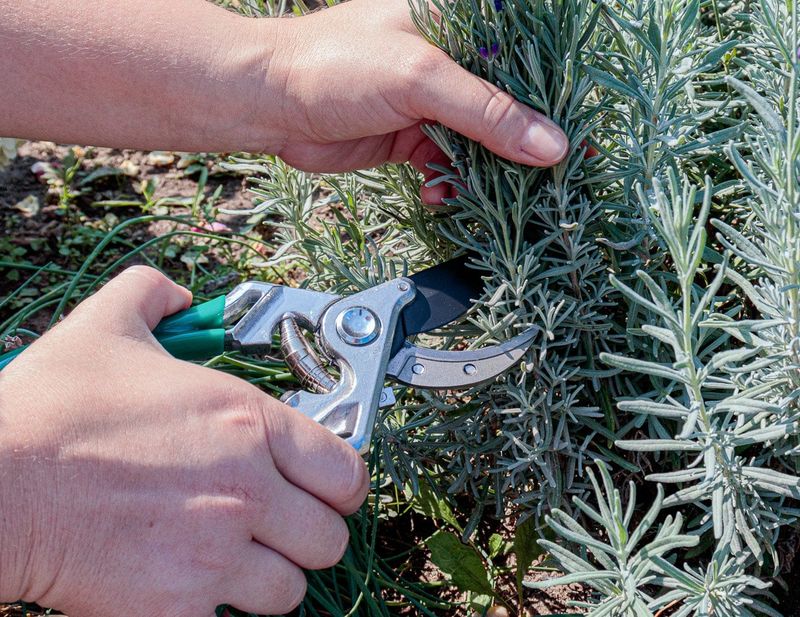 Use Clean Sharp Shears Every Time Use Clean Sharp Shears Every Time
