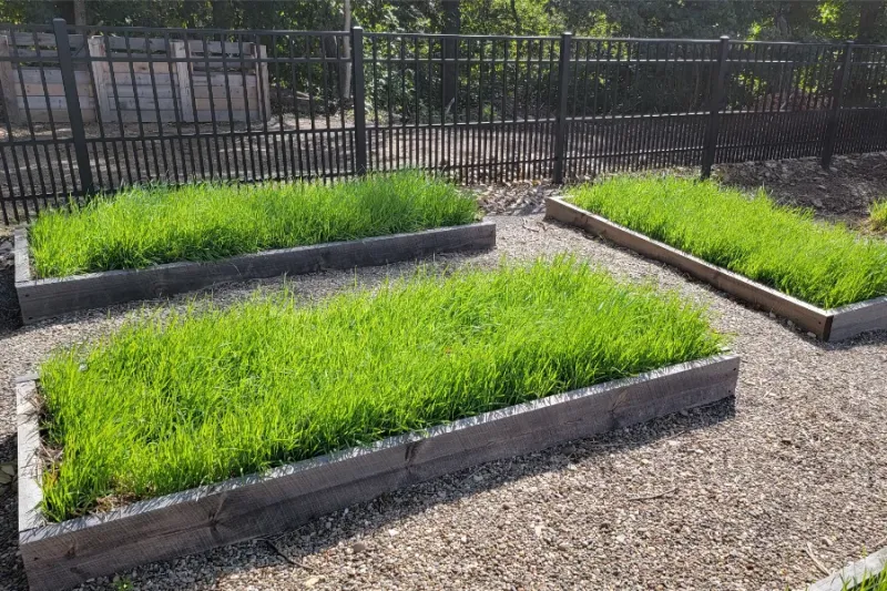Use Cover Crops To Protect Bare Soil
