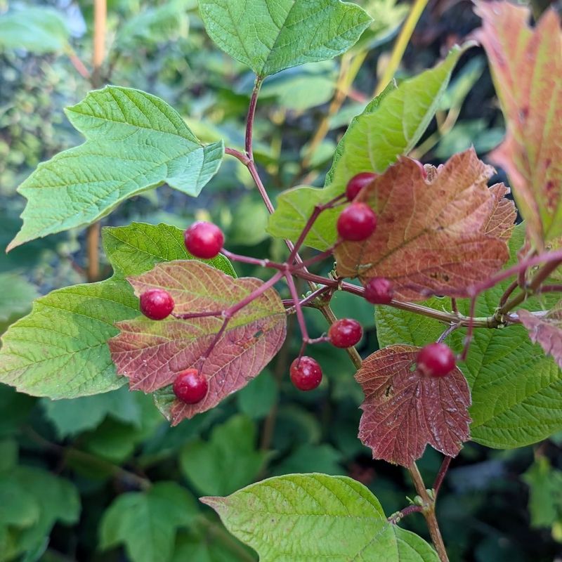 Use Cranberrybush Viburnum For More Than Fall Color