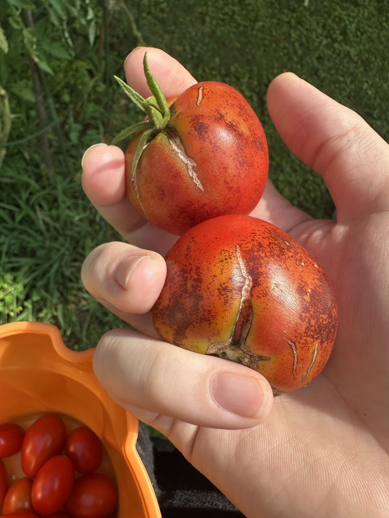 Use Damaged Fruit Quickly