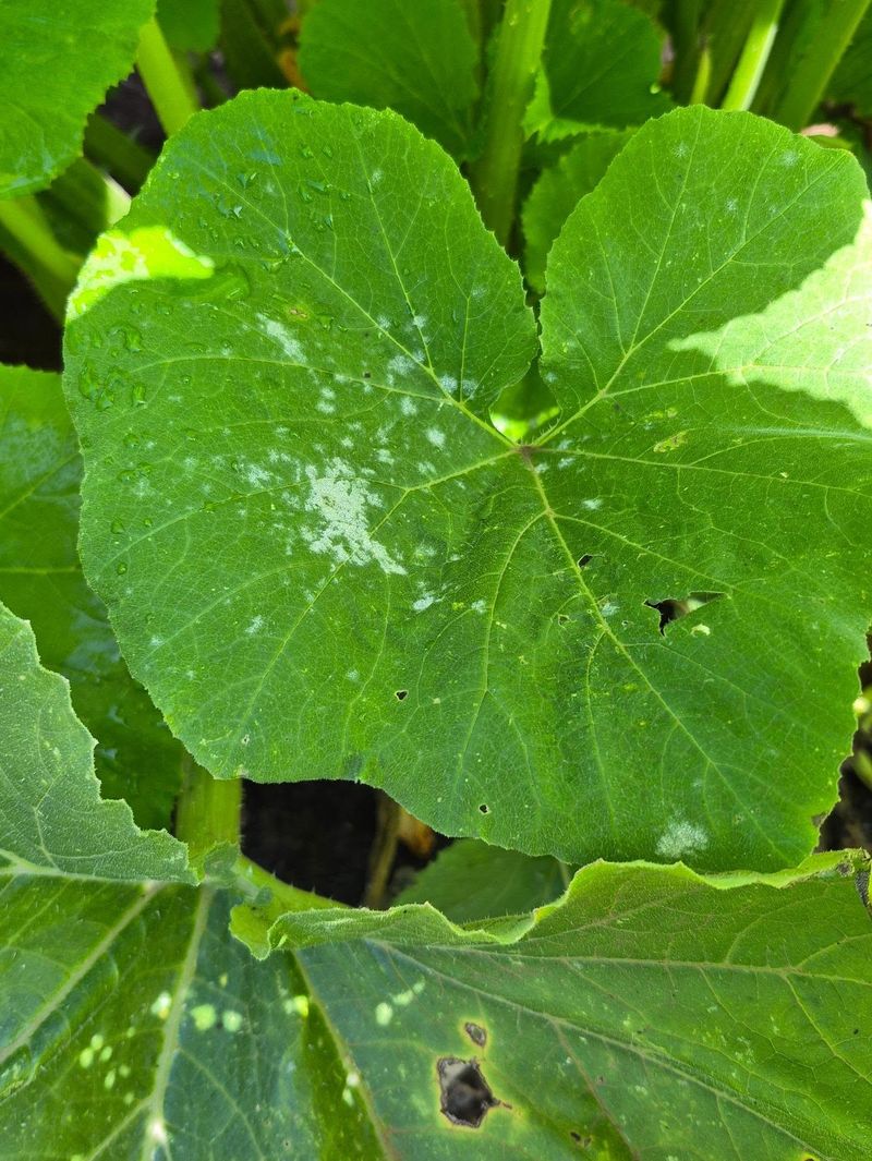 Use Early Treatment If Disease Is Spreading Use Early Treatment If Disease Is Spreading