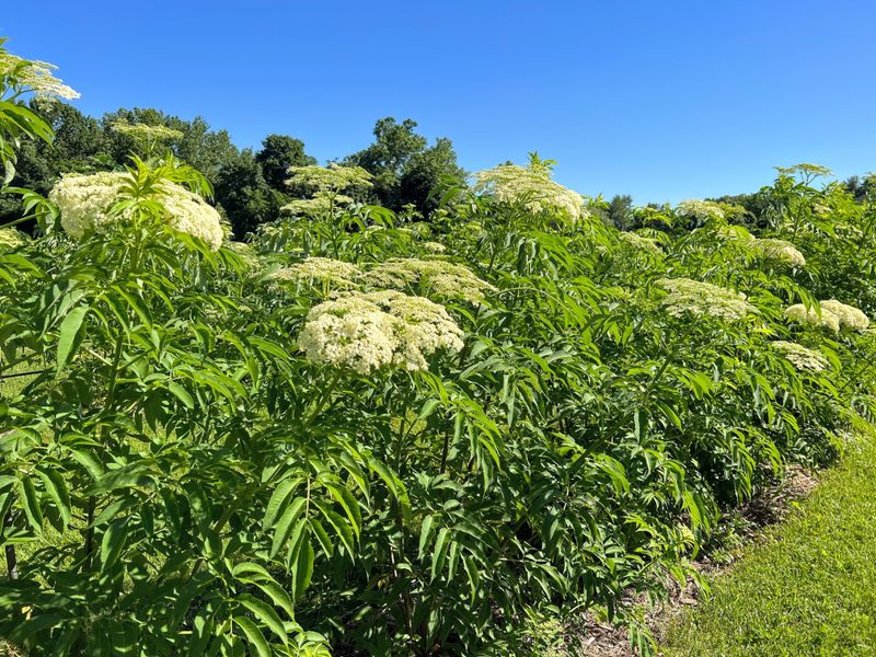 Use Elderberry As A Multi-Purpose Native Shrub Use Elderberry As A Multi-Purpose Native Shrub