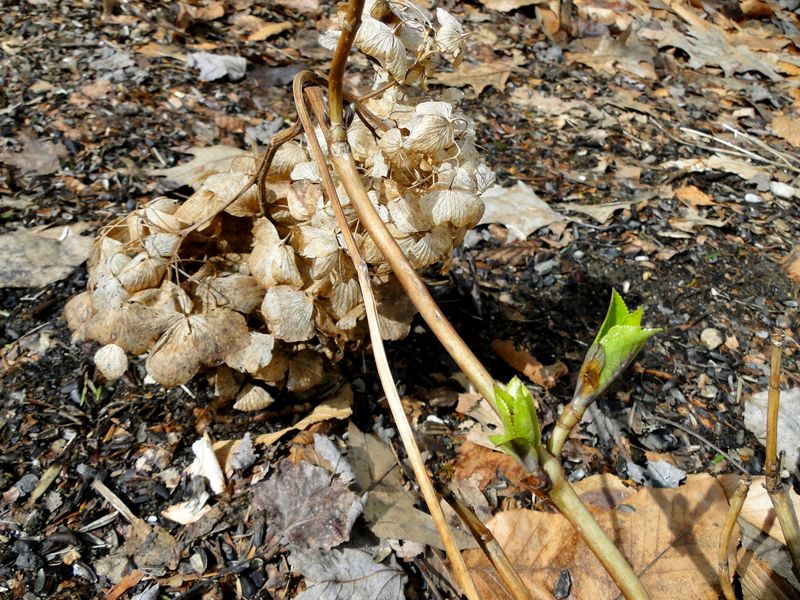 Use Fall Cleanup For Broken Stems Only