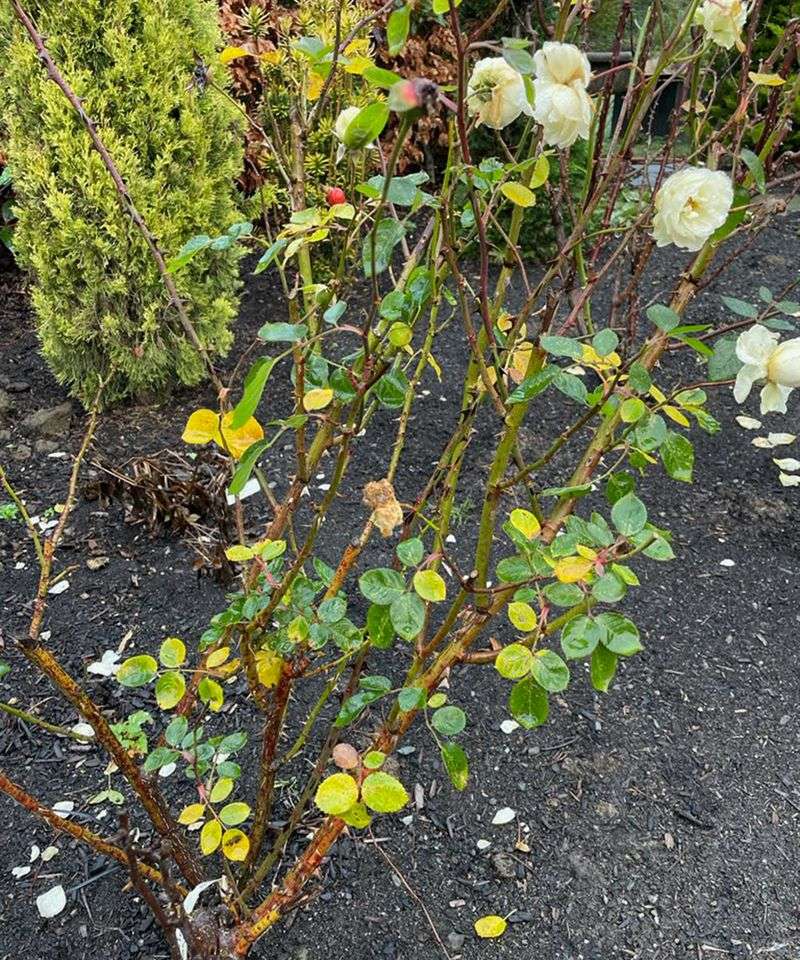 Use Fall Cleanup To Support Healthier Rose Plants Use Fall Cleanup To Support Healthier Rose Plants