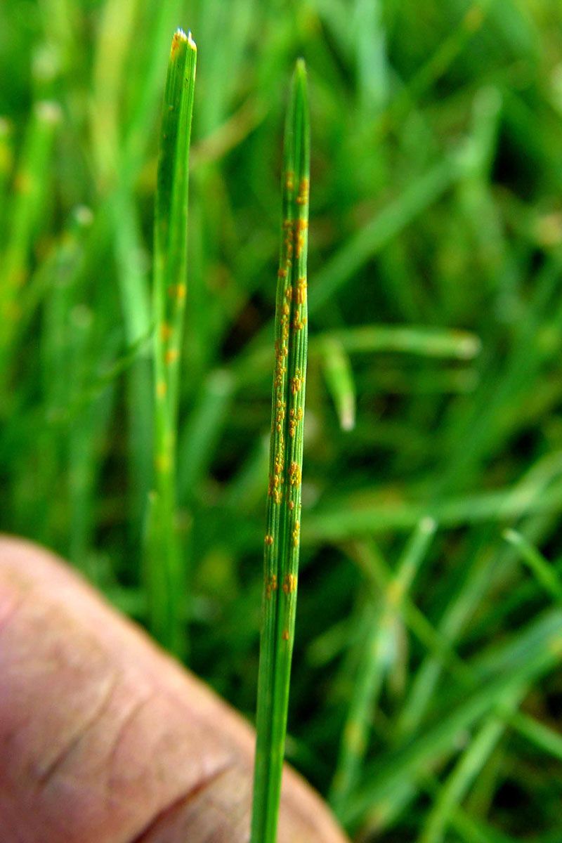 Use Fall Fertilizer At The Right Time