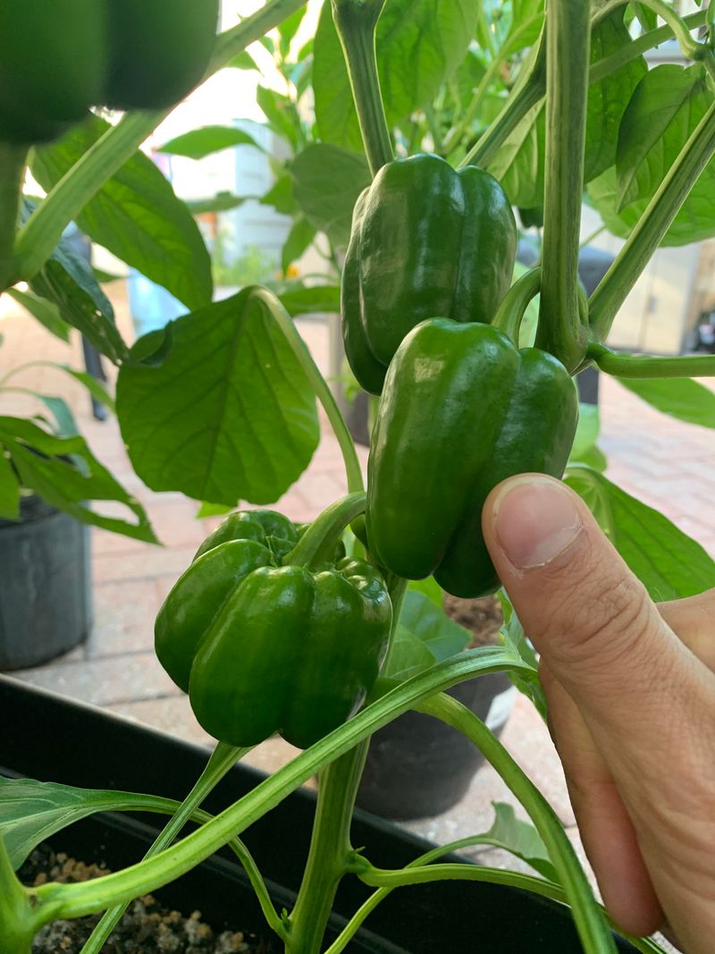 Use Green Peppers Instead Of Waiting For Color
