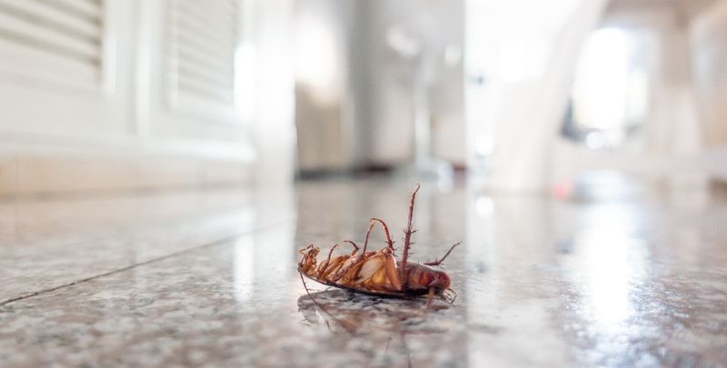 Use Integrated Pest Management Around Arizona Homes