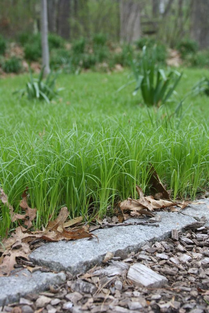 Use It As A Lawn Alternative Use It As A Lawn Alternative