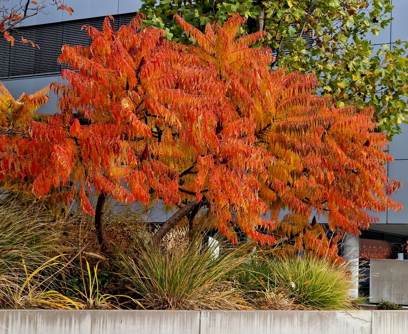 Use It Where Poor Soil Challenges Other Shrubs