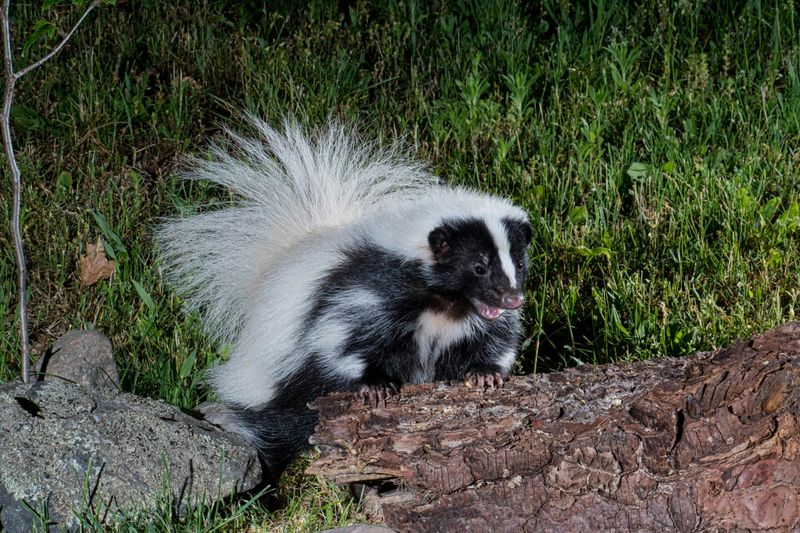 Use Lights And Smells That Skunks Dislike Use Lights And Smells That Skunks Dislike