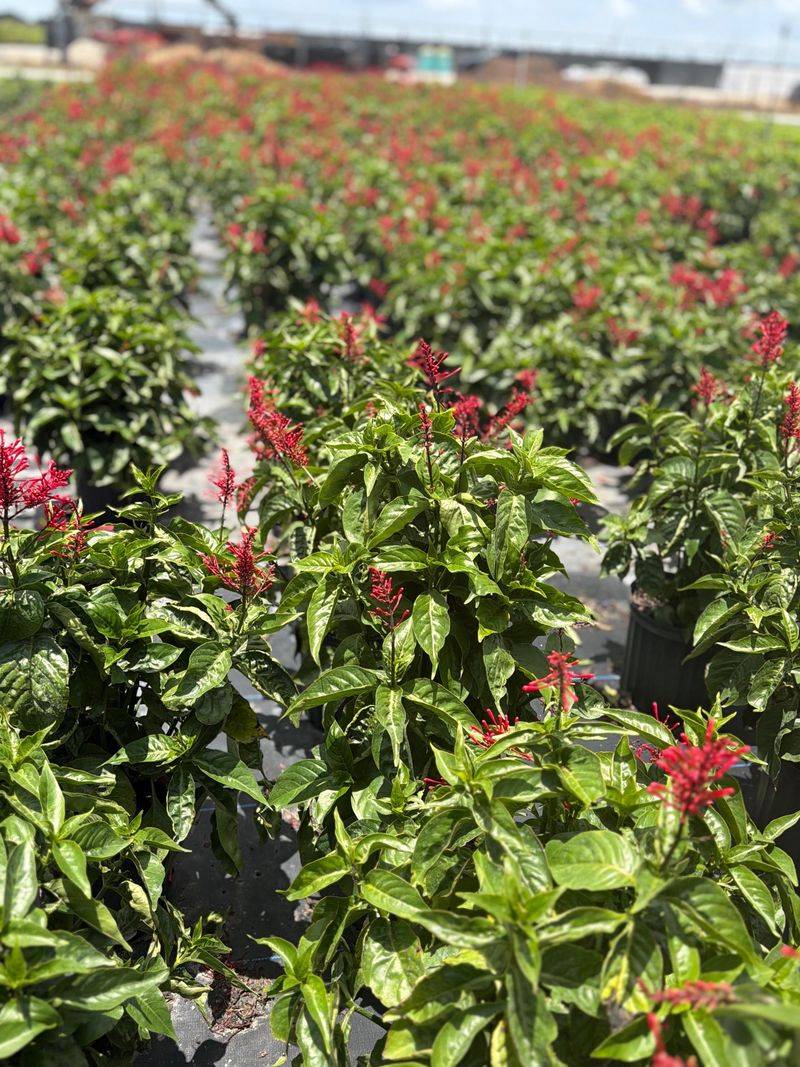 Use Moist Well-Drained Soil To Keep Growth Strong