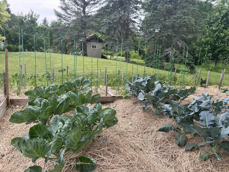 Use Mulch Carefully After Sprouting Use Mulch Carefully After Sprouting