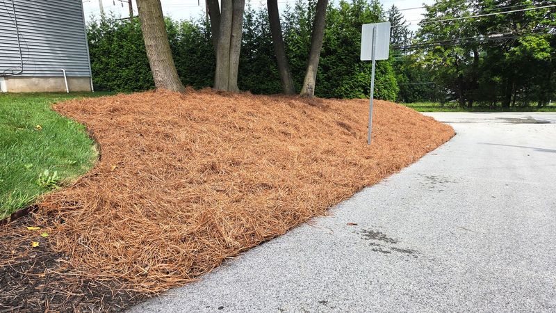 Use Mulch To Reduce Future Nutrient Loss Use Mulch To Reduce Future Nutrient Loss