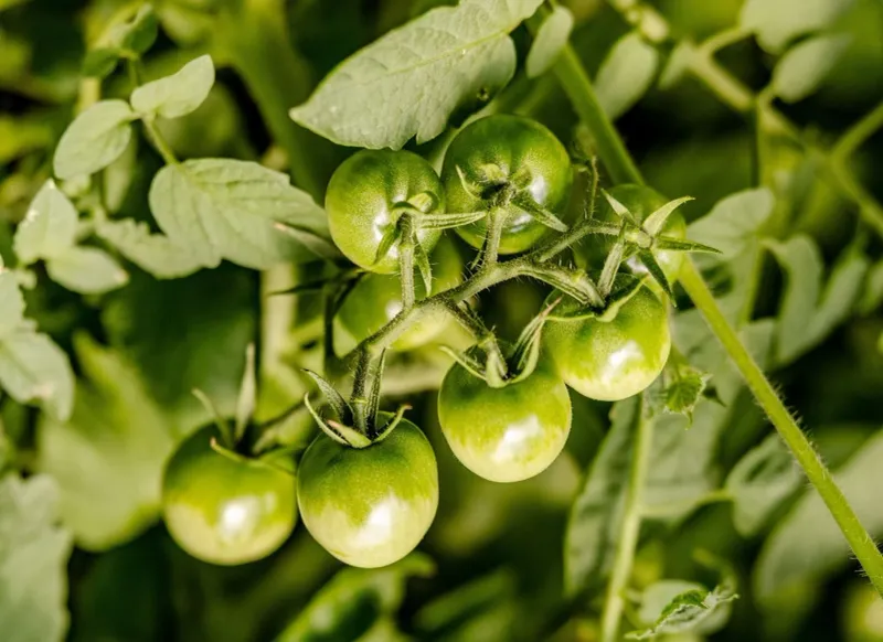 Use Nitrogen Carefully Once Fruit Is Forming Use Nitrogen Carefully Once Fruit Is Forming