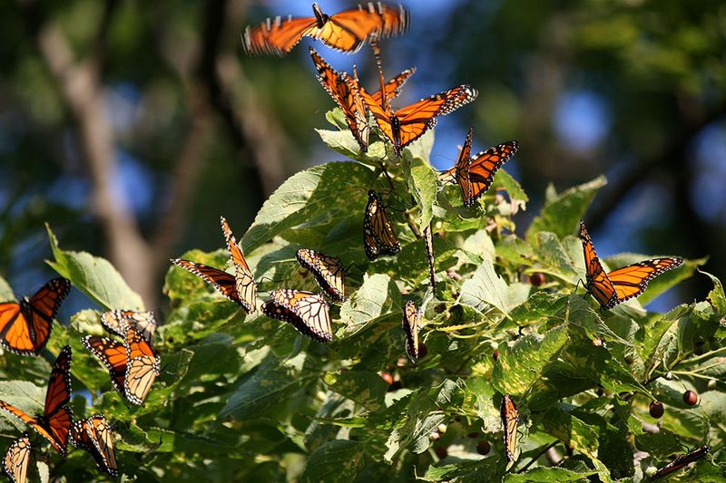 Use Ohio Sunlight And Warm Microclimates To Attract Monarchs