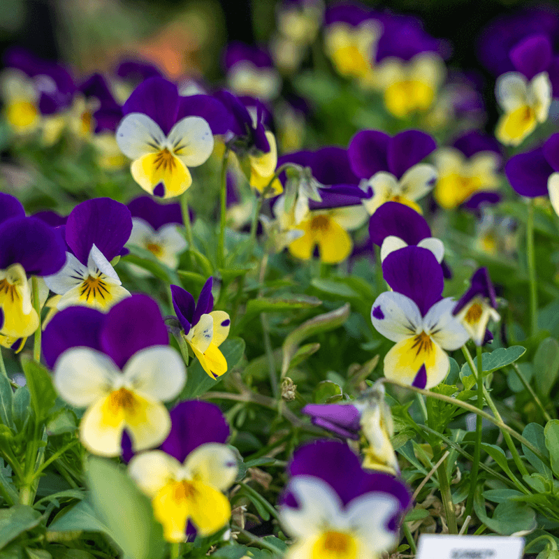 Use Pansies Around Entries And Garden Borders