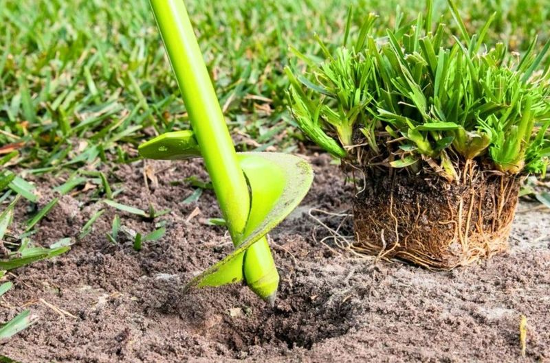 Use Plugs When The Lawn Still Has Growing Time